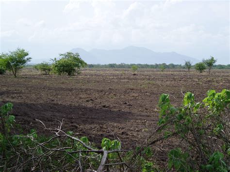 Plant 10,000 Trees in Nicaragua - GlobalGiving