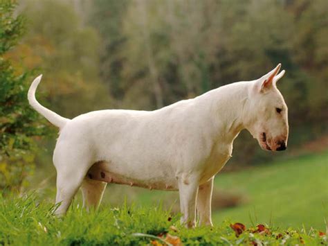 Bull Terrier Caractère Prix Alimentation Santé Fiche Race Chien