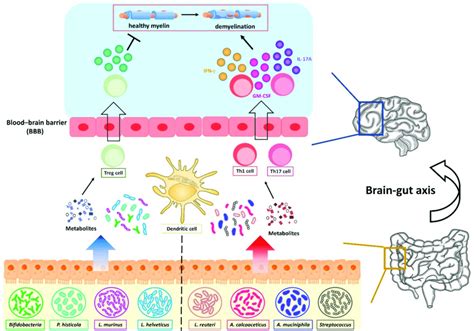 Fecal Microbiota Regulates The Polarity Of T Helper Cells In The