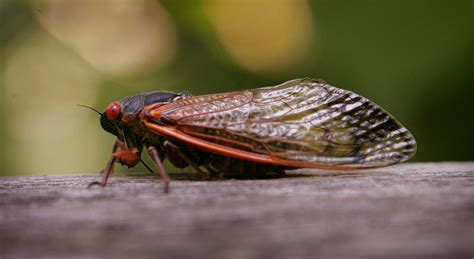 Cicadas Facts About The Loud Seasonal Insects Live Science