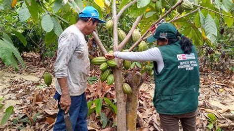 Minagri brinda asistencia técnica a productores de Tumbes Noticias