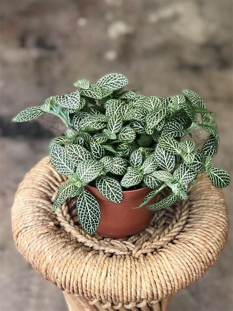 Nerve Plant Care How To Grow Fittonia Plants Artofit