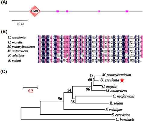 Figure From Cloning And Characterization Of The Ueprf Gene In