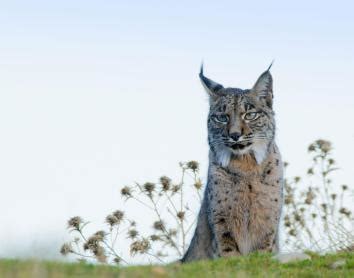 El Lince Ib Rico Visto Como Nunca Antes En Una Serie Documental De