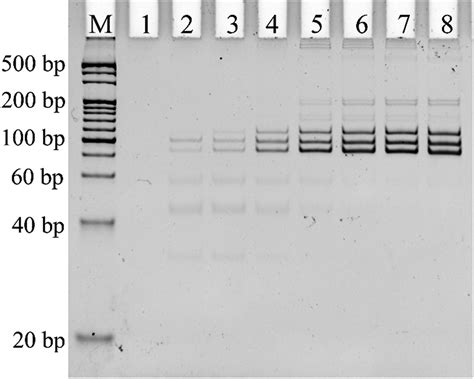 Non Denaturing Polyacrylamide Gel Electrophoresis Of Multiplex Analysis Download Scientific