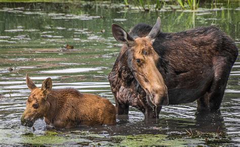 Mom and Baby Moose Photograph by Devin Luse | Fine Art America