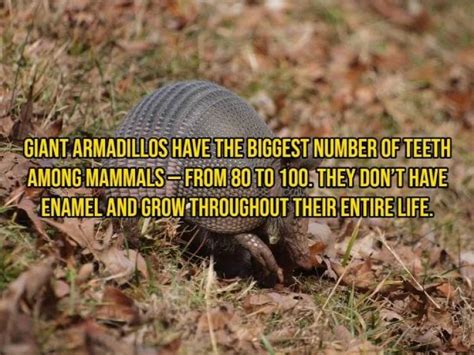 15 Crazy Animal Facts - Barnorama