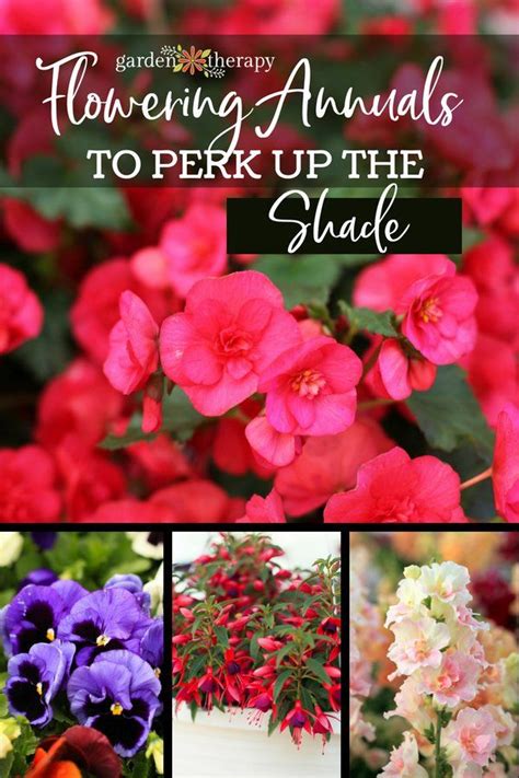 Flowers That Grow In The Shade Perk Up Your Garden With These Annuals Annual Flowers Shade