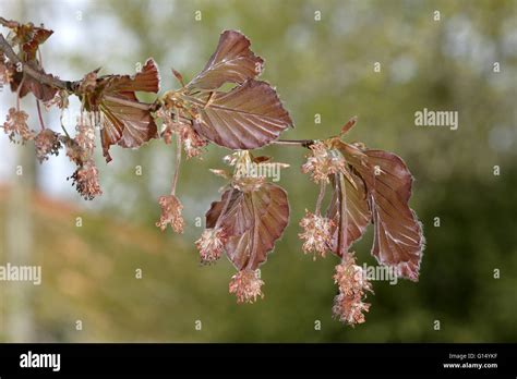 Copper Beech Fagus Sylvatica Atropunicea Purpurea Stock Photo Alamy