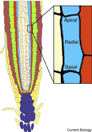 Organization Of Cells In The Arabidopsis Root Cells Are Arranged In