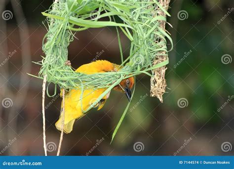 Nest Building Bird stock photo. Image of south, beak, nature - 7144574