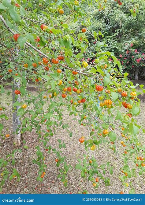 Rbol Frutal Pitanga Eugenia Uniflora Imagen De Archivo Imagen De