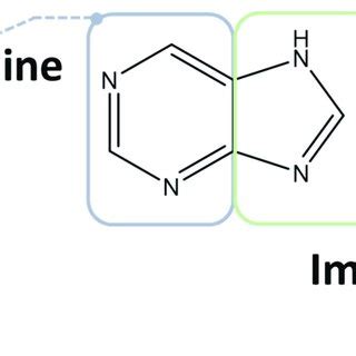 Double-ring structured purine compound. | Download Scientific Diagram