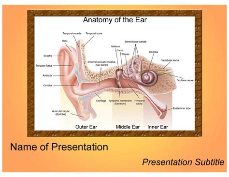 Ppt Anatomy Of The Ear Ppt Template Slide Ppt Powerpoint