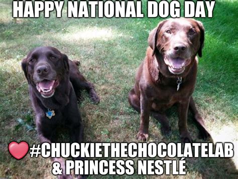 National dog day Memes