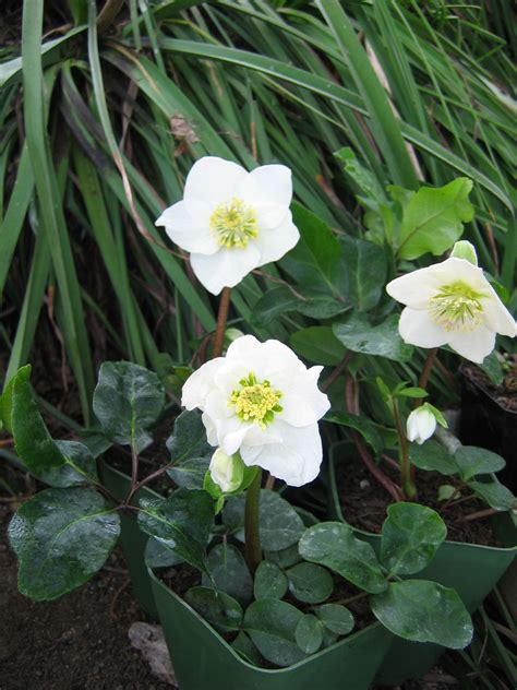 Helleborus Niger White Magic Wake Robin Nursery