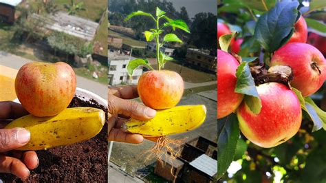 How To Grow Apple Tree From Apple Fruit For Beginners Use Banana And