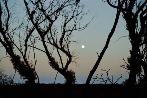 Premium Photo Silhouette Of Bare Tree Against Sky At Night