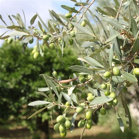 Ottobratico L Olio Divino Della Costa Degli Dei In Calabria