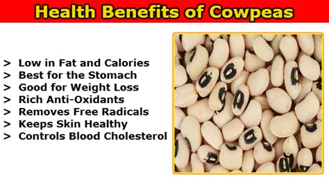 Binomial Nomenclature Of Cowpea - All About Cow Photos