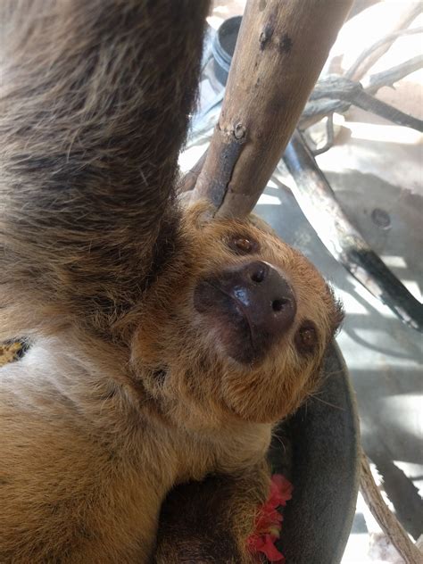 Sloth Taking Selfies Image Abyss