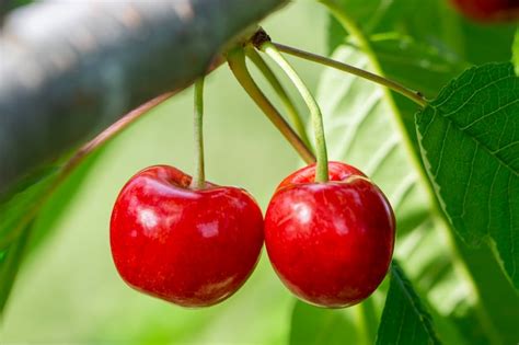 Dos Cerezas Rojas Maduras Y Hermosas Crecen En Una Rama En El Jard N