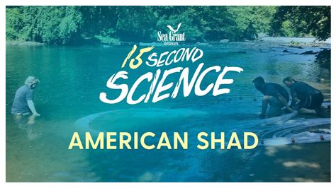 American Shad Secondscience Youtube