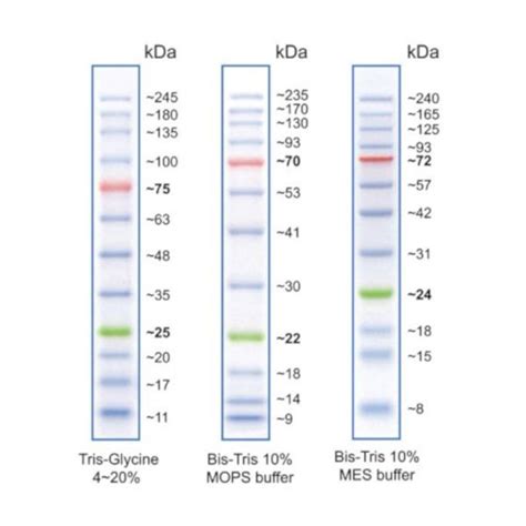 Mini PAGE And Western Blotting Kit With Reagents Unimed Scientifica