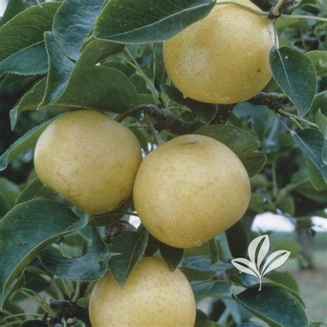 Pyrus Pyrus Communis Orient Orient Pear From Greenleaf Nursery