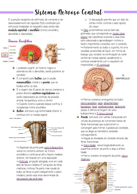 Sistema Nervoso Resumo