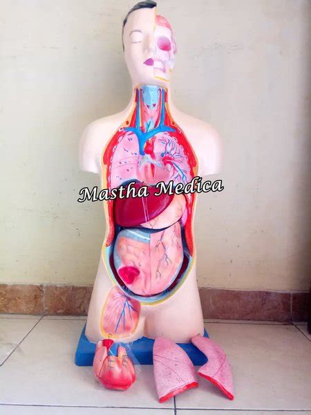 Jual Alat Peraga Torso Anatomi Manekin Laki Laki Besar Tinggi Cm Di