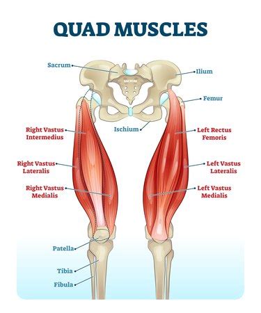 What Muscles Do You Use on the Vertical Jump? | livestrong