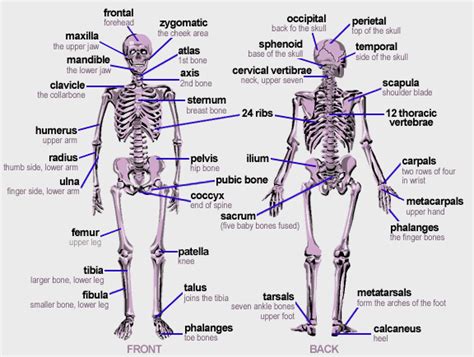 Bones of the Human Body | Body bones, Human body bones, Human body systems