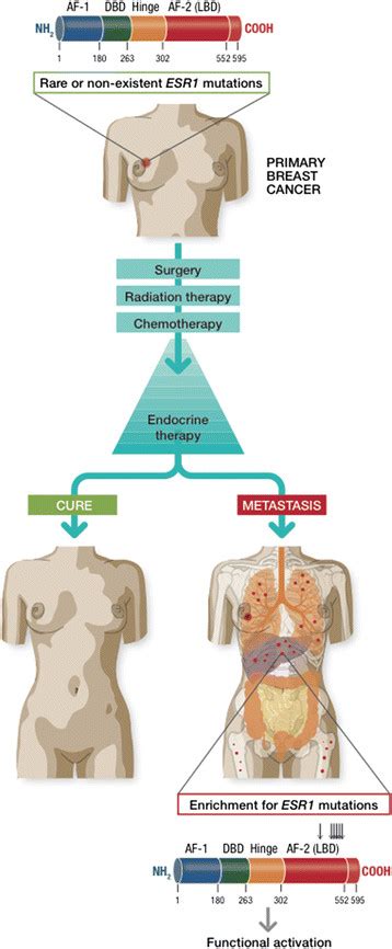 Evolution Of Esr1 Mutations In Estrogen Receptor Positive Breast Cancer Download Scientific