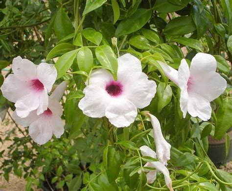 Pandorea Jasminoides Bower Vine 3 Horticulture Unlimited