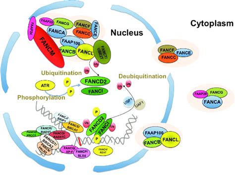 Schematic Representation Of The Subcellular Distribution Of The Fanc