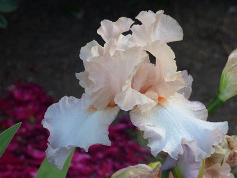 Iris | Award Winning Iris – Page 4 – Schreiner's Gardens