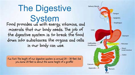 Ppt Digestive System Powerpoint Presentation Id 3054055 21a