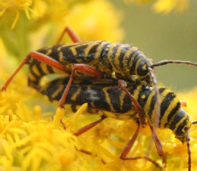 The Ko Box Black And Yellow Striped Beetles Mating On Goldenrod