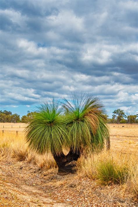 Native Grass Trees in the Bush with Flora and Fauna Outside of Perth ...