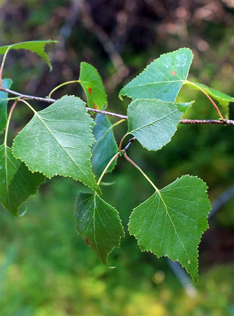 Hikers Guide To The Trees Shrubs And Woody Vines Of Ricketts Glen