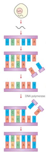 Recombinant Dna Technology Flashcards Quizlet