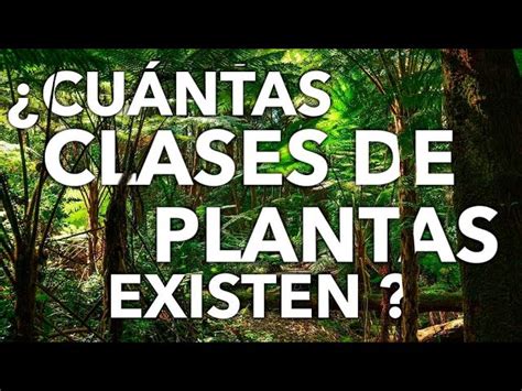 Cu Ntas Especies De Plantas Hay En El Mundo Al Detalle