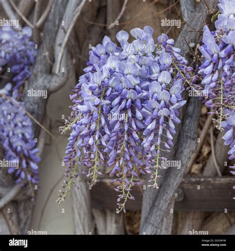 Chinese Wisteria Wisteria Sinensis Blooming Germany Stock Photo Alamy