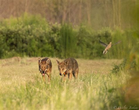 Meet The Wolves Save Red Wolves