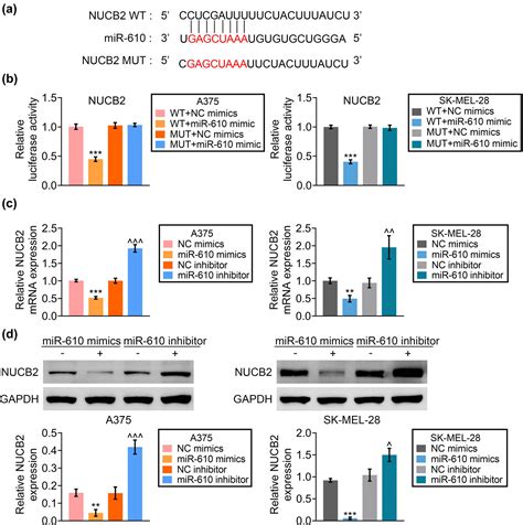 Linc Promotes Melanoma Progression By Targeting Mir Nucb