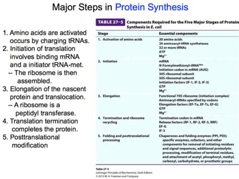 L 38 Translation Part 2 Nuts And Bolts Of Translation Rna