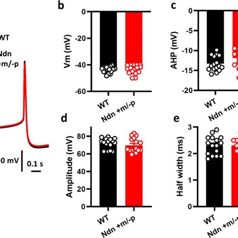 Action Potential Ap Morphology Of Noradrenergic Neurons In The Locus