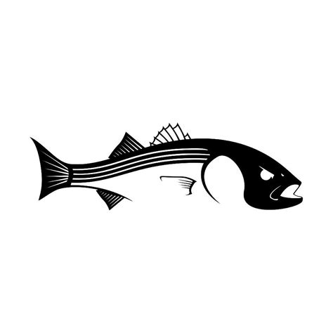 Striped Bass Drawing | Free download on ClipArtMag