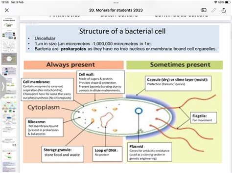 Monera Ch Flashcards Quizlet